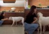 Soul Dog With Terminal Cancer Trains New Puppy To Love Mom Soul Dog With Terminal Cancer Trains New Puppy To Love Mom