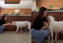 Soul Dog With Terminal Cancer Trains New Puppy To Love Mom Soul Dog With Terminal Cancer Trains New Puppy To Love Mom