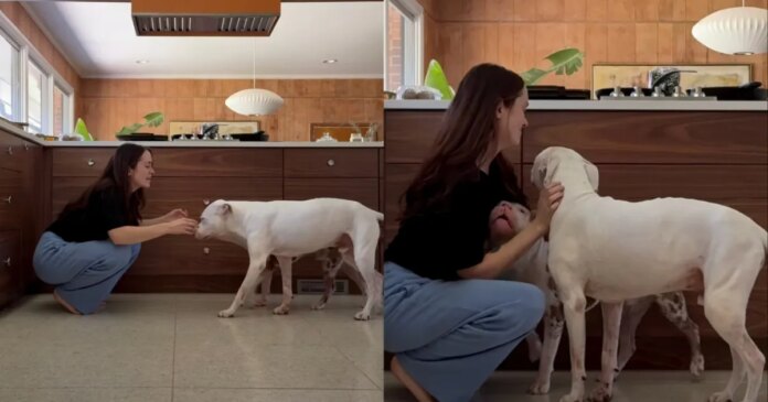 Soul Dog With Terminal Cancer Trains New Puppy To Love Mom