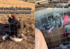 Stray Dog Walks up to Humans, Not Knowing Rescue, Shelter & a New Beginning Awaits Her Stray Dog Walks up to Humans, Not Knowing Rescue, Shelter & a New Beginning Awaits Her