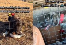 Stray Dog Walks up to Humans, Not Knowing Rescue, Shelter & a New Beginning Awaits Her Stray Dog Walks up to Humans, Not Knowing Rescue, Shelter & a New Beginning Awaits Her