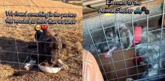 Stray Dog Walks up to Humans, Not Knowing Rescue, Shelter & a New Beginning Awaits Her Stray Dog Walks up to Humans, Not Knowing Rescue, Shelter & a New Beginning Awaits Her