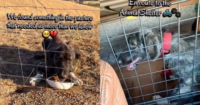 Stray Dog Walks up to Humans, Not Knowing Rescue, Shelter & a New Beginning Awaits Her