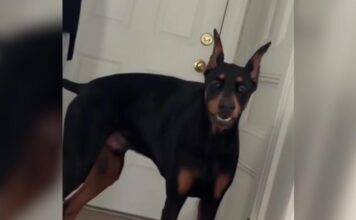 Terrified Shelter Dog Waited 763 Days for the One Person Who Wouldn’t Give Up Terrified Shelter Dog Waited 763 Days for the One Person Who Wouldn't Give Up