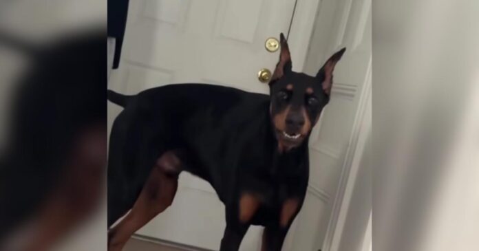 Terrified-Shelter-Dog-Waited-763-Days-for-the-One-Person.jpg Terrified Shelter Dog Waited 763 Days for the One Person Who Wouldn't Give Up