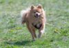 The Best 7 Pomeranian Activity Trackers For 2026