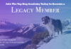 The Best Deal in Online Dog Training is about to disappear… forever! The Best Deal in Online Dog Training is about to disappear... forever!
