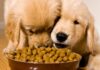 The Science of Pet Nutrition: What Your Pet Really Needs to Thrive The Science of Pet Nutrition: What Your Pet Really Needs to Thrive