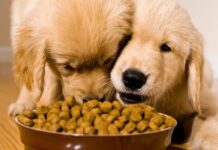The Science of Pet Nutrition: What Your Pet Really Needs to Thrive The Science of Pet Nutrition: What Your Pet Really Needs to Thrive
