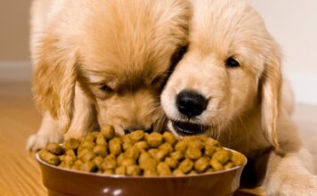 The Science of Pet Nutrition: What Your Pet Really Needs to Thrive The Science of Pet Nutrition: What Your Pet Really Needs to Thrive