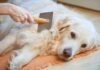 Tired of Excessive Shedding? Try Adding This One Ingredient To Your Dog’s Diet Tired of Excessive Shedding? Try Adding This One Ingredient To Your Dog’s Diet