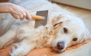 Tired of Excessive Shedding? Try Adding This One Ingredient To Your Dog’s Diet Tired of Excessive Shedding? Try Adding This One Ingredient To Your Dog’s Diet