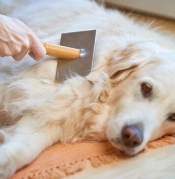 Tired of Excessive Shedding? Try Adding This One Ingredient To Your Dog’s Diet Tired of Excessive Shedding? Try Adding This One Ingredient To Your Dog’s Diet
