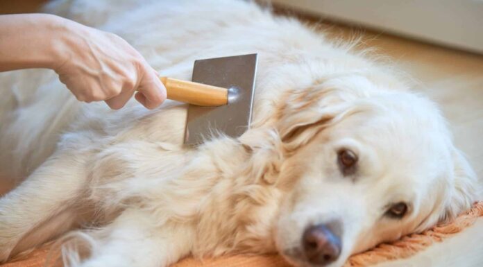 Tired of Excessive Shedding? Try Adding This One Ingredient To Your Dog’s Diet Tired of Excessive Shedding? Try Adding This One Ingredient To Your Dog’s Diet