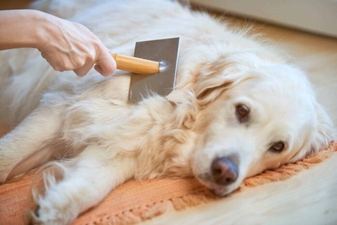 Tired-of-Excessive-Shedding-Try-Adding-This-One-Ingredient-To.jpg Tired of Excessive Shedding? Try Adding This One Ingredient To Your Dog’s Diet