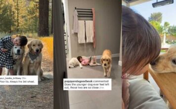 Toddler Can’t Hug Both Golden Retrievers at Once, So She Makes Sure Neither Feels Left Out Toddler Can’t Hug Both Golden Retrievers at Once, So She Makes Sure Neither Feels Left Out