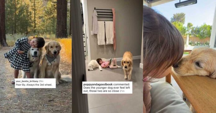 Toddler Can’t Hug Both Golden Retrievers at Once, So She Makes Sure Neither Feels Left Out