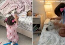 Toddler Refuses To Go To Sleep Without Golden Retriever Like That’s All She Needs Toddler Refuses To Go To Sleep Without Golden Retriever Like That’s All She Needs