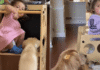Toddler Unlocks Late Golden Retriever’s Memory With New Puppy Toddler Unlocks Late Golden Retriever's Memory With New Puppy