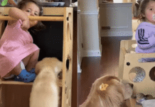 Toddler Unlocks Late Golden Retriever’s Memory With New Puppy Toddler Unlocks Late Golden Retriever's Memory With New Puppy