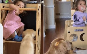Toddler Unlocks Late Golden Retriever’s Memory With New Puppy Toddler Unlocks Late Golden Retriever's Memory With New Puppy