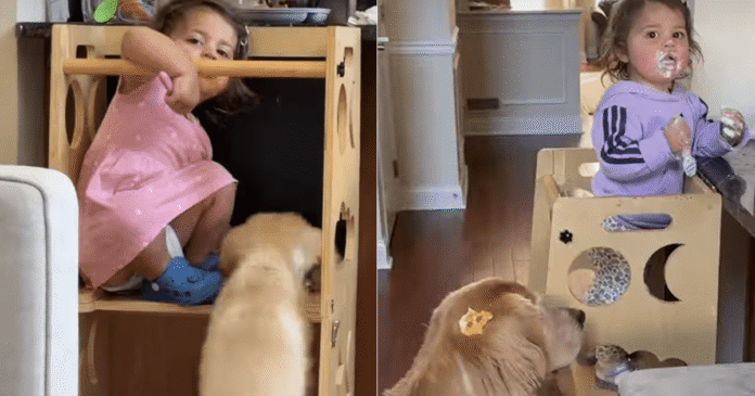 Toddler Unlocks Late Golden Retriever's Memory With New Puppy