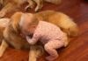 Toddler’s Morning Ritual With Golden Retrievers Involves Different Greetings Toddler's Morning Ritual With Golden Retrievers Involves Different Greetings