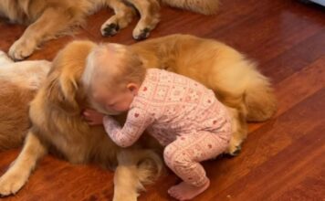 Toddler’s Morning Ritual With Golden Retrievers Involves Different Greetings Toddler's Morning Ritual With Golden Retrievers Involves Different Greetings