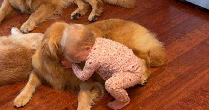 Toddlers-Morning-Ritual-With-Golden-Retrievers-Involves-Different-Greetings.jpg Toddler's Morning Ritual With Golden Retrievers Involves Different Greetings
