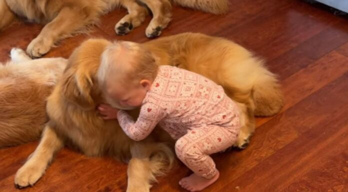 Toddler’s Morning Ritual With Golden Retrievers Involves Different Greetings Toddler's Morning Ritual With Golden Retrievers Involves Different Greetings