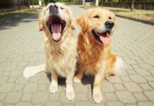 Understanding and Managing Pet Sibling Rivalry Understanding and Managing Pet Sibling Rivalry