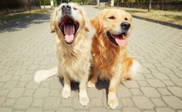 Understanding and Managing Pet Sibling Rivalry Understanding and Managing Pet Sibling Rivalry