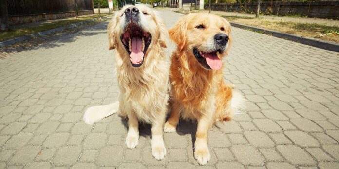 Understanding and Managing Pet Sibling Rivalry