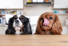 Why Is My Dog Always Hungry? Why Is My Dog Always Hungry?