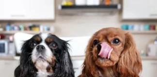 Why Is My Dog Always Hungry? Why Is My Dog Always Hungry?