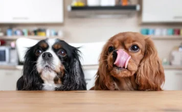 Why Is My Dog Always Hungry? Why Is My Dog Always Hungry?