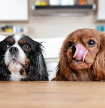 Why Is My Dog Always Hungry? Why Is My Dog Always Hungry?