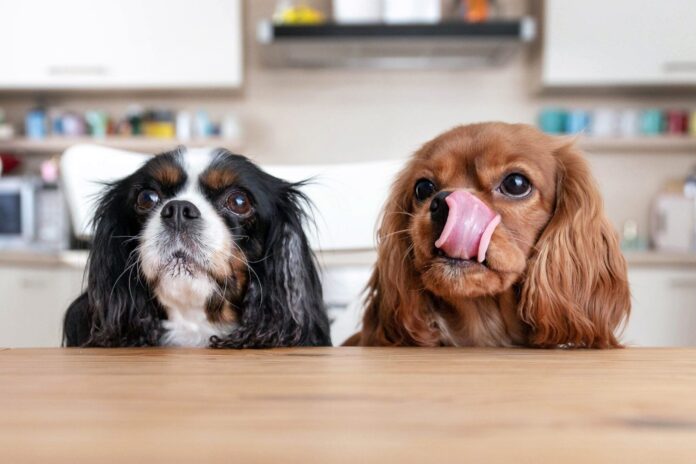 Why Is My Dog Always Hungry?