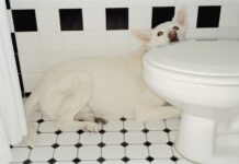 Why Your Dog Is Afraid of Thunder Why Your Dog Is Afraid of Thunder