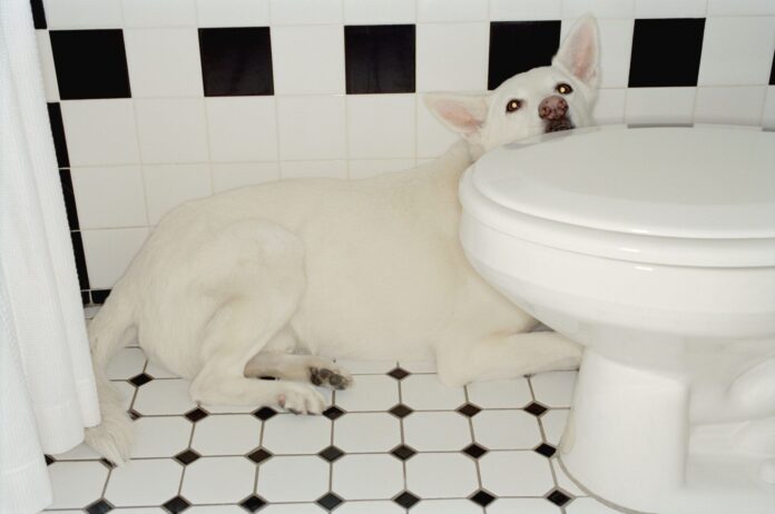 Why Your Dog Is Afraid of Thunder