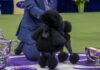 You’ll Never Guess How Much the Westminster Dog Show Champion Actually Wins! You'll Never Guess How Much the Westminster Dog Show Champion Actually Wins!