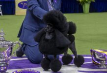 You’ll Never Guess How Much the Westminster Dog Show Champion Actually Wins! You'll Never Guess How Much the Westminster Dog Show Champion Actually Wins!
