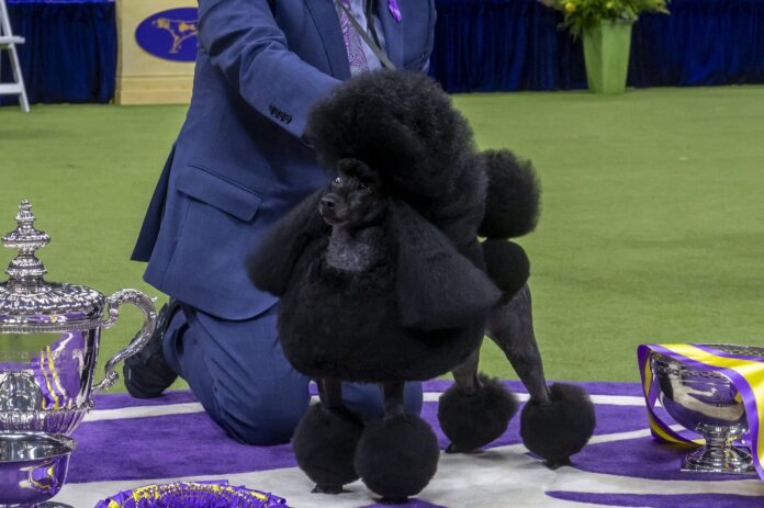 You'll Never Guess How Much the Westminster Dog Show Champion Actually Wins!