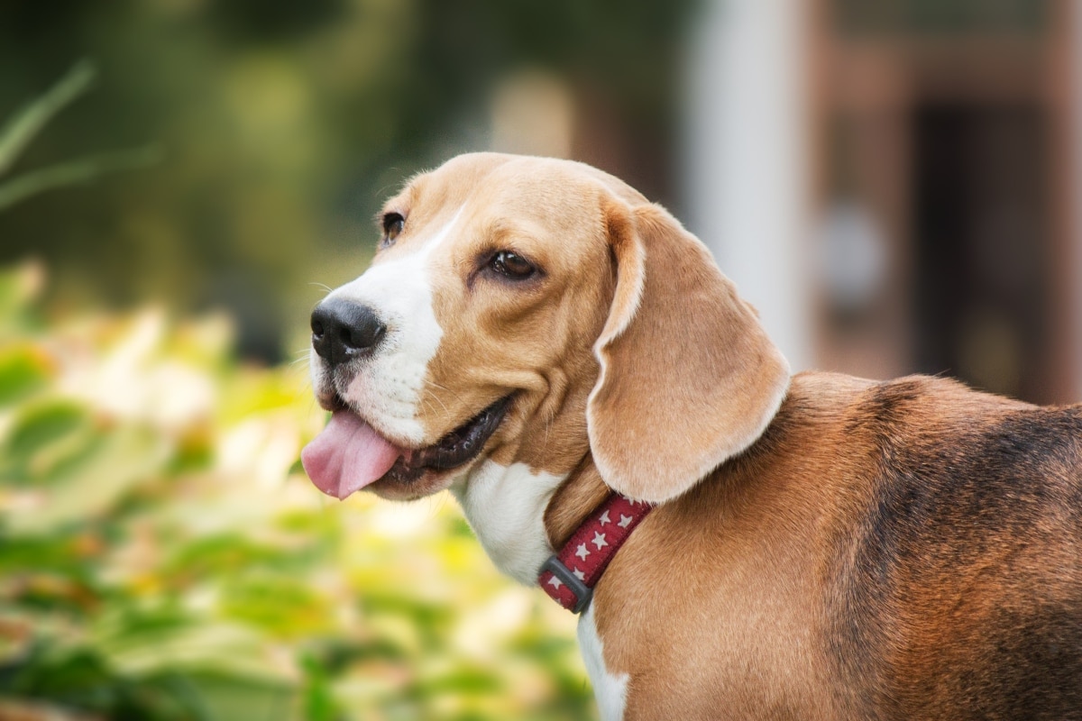 Beagle displaying faithful companionship with a gentle and loving expression.