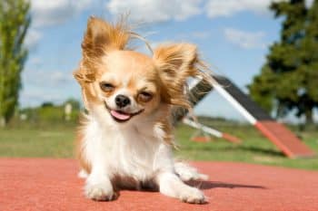 Small dog with gentle, loyal eyes and sweet, close-following look.
