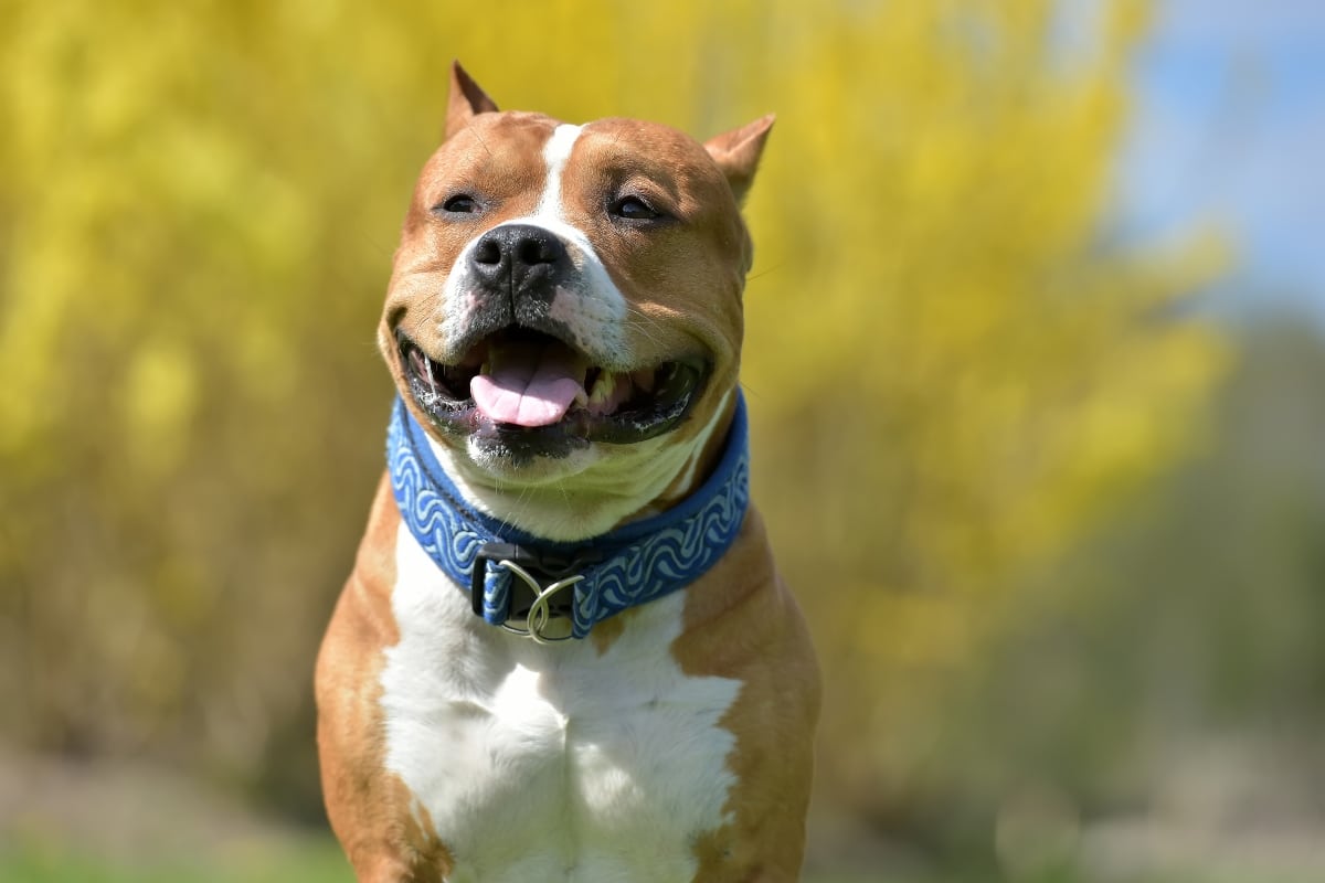 American Staffordshire Terrier displaying confidence, loyalty, and strong American character.