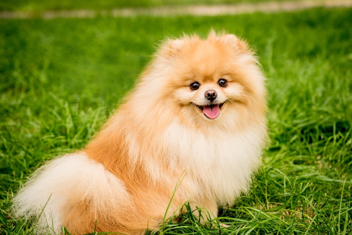 A sweet-faced dog mid-whine, sharing a soft and adorable expression of emotion.
