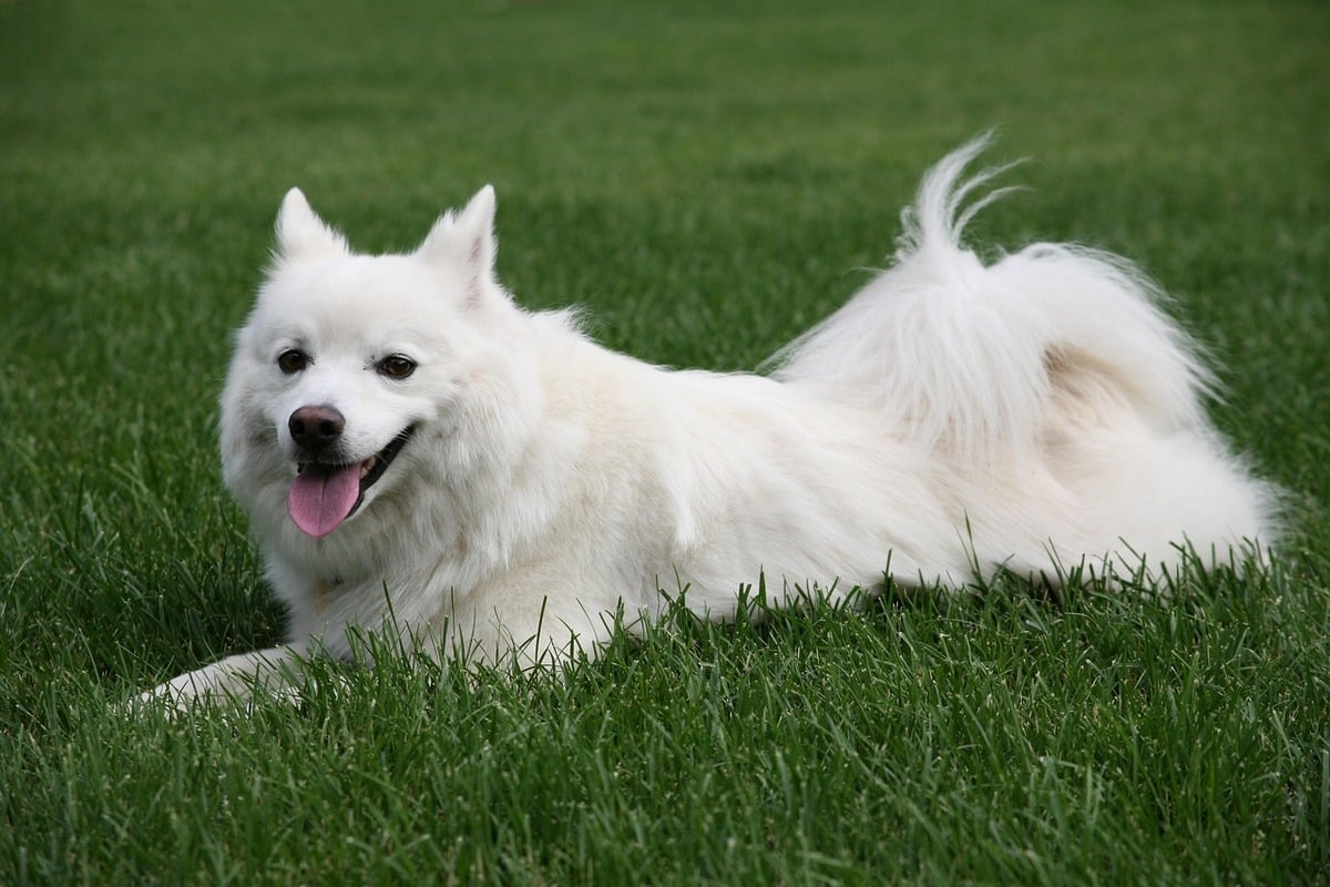 American Eskimo Dog radiating intelligence, elegance, and proud American companion spirit.