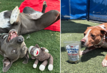 iHeartDogs Hero VIP Club Members & Supporters Gave Shelter Dogs a Brighter Summer iHeartDogs Hero VIP Club Members & Supporters Gave Shelter Dogs a Brighter Summer