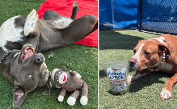 iHeartDogs Hero VIP Club Members & Supporters Gave Shelter Dogs a Brighter Summer iHeartDogs Hero VIP Club Members & Supporters Gave Shelter Dogs a Brighter Summer
